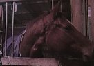 Appendix - Horse for Sale in Oxford, MI